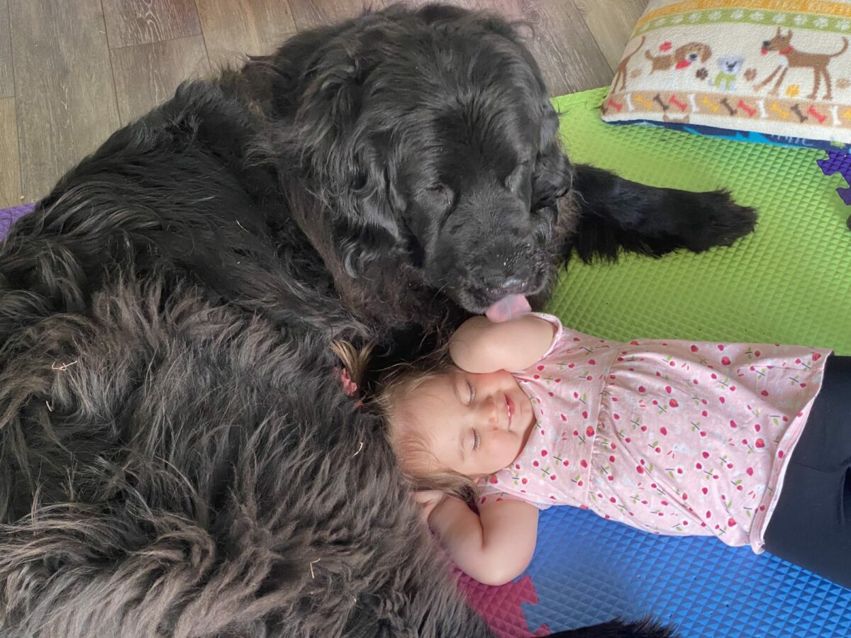 Read more about the article Abby the Newfie
