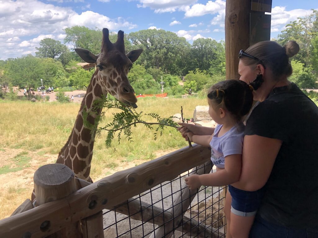 Feeding giraffes at the Omaha Zoo  