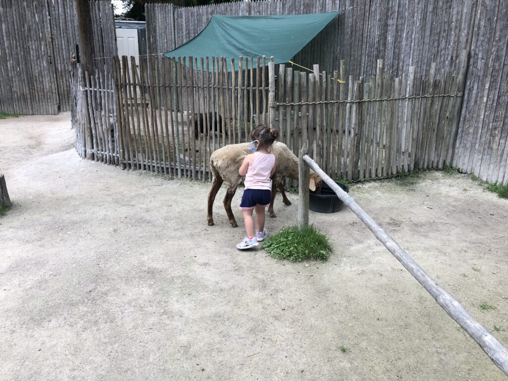 Racine Zoo Mack and sheep