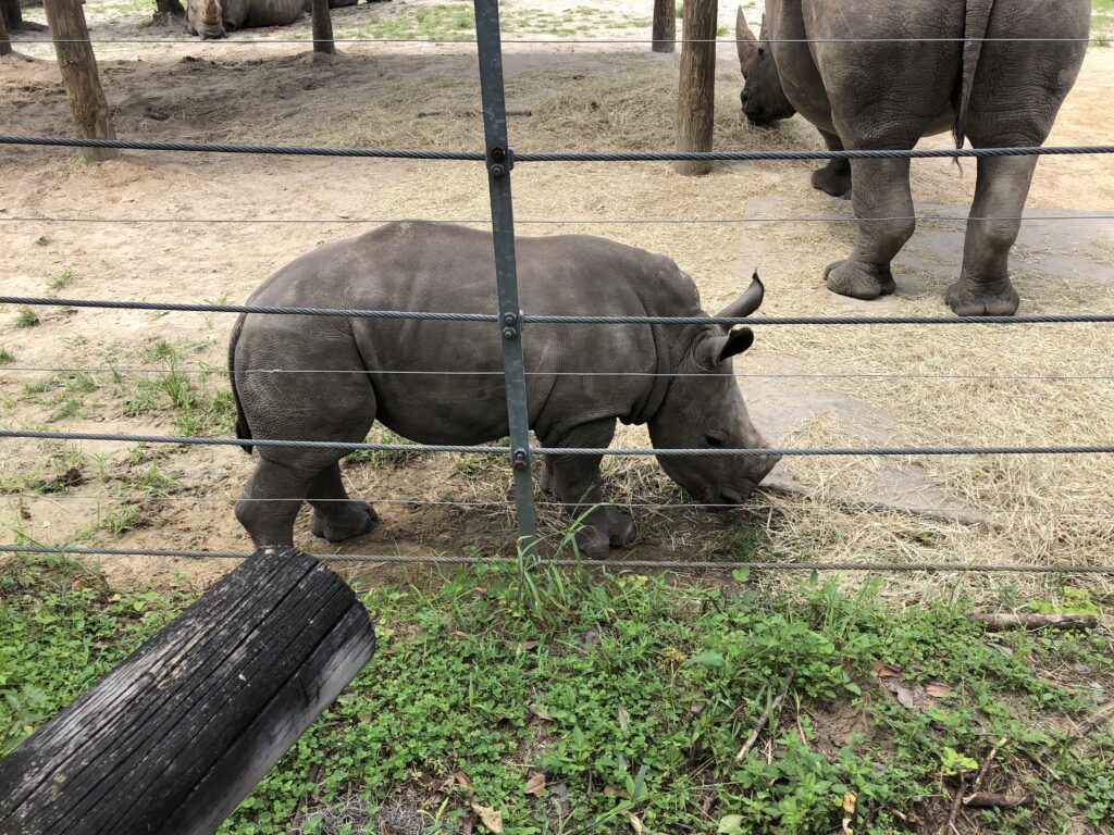 Zoo Tampa Baby Rhino 