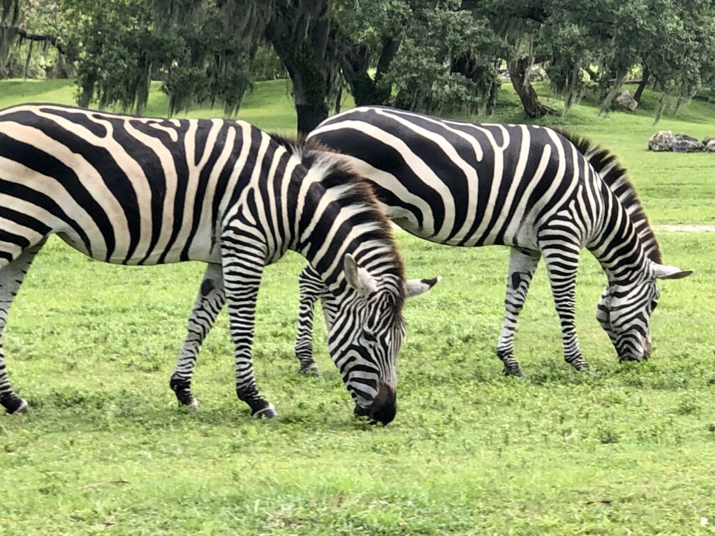 Zebras at Bush Gardens