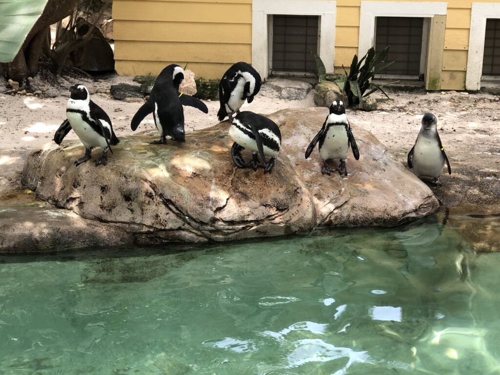 Zoo Tampa penguins 