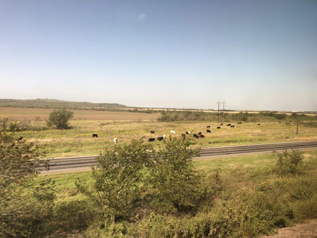 Cows in a field around McGregor, Texas, as seen from the windows of the Texas Eagle. 